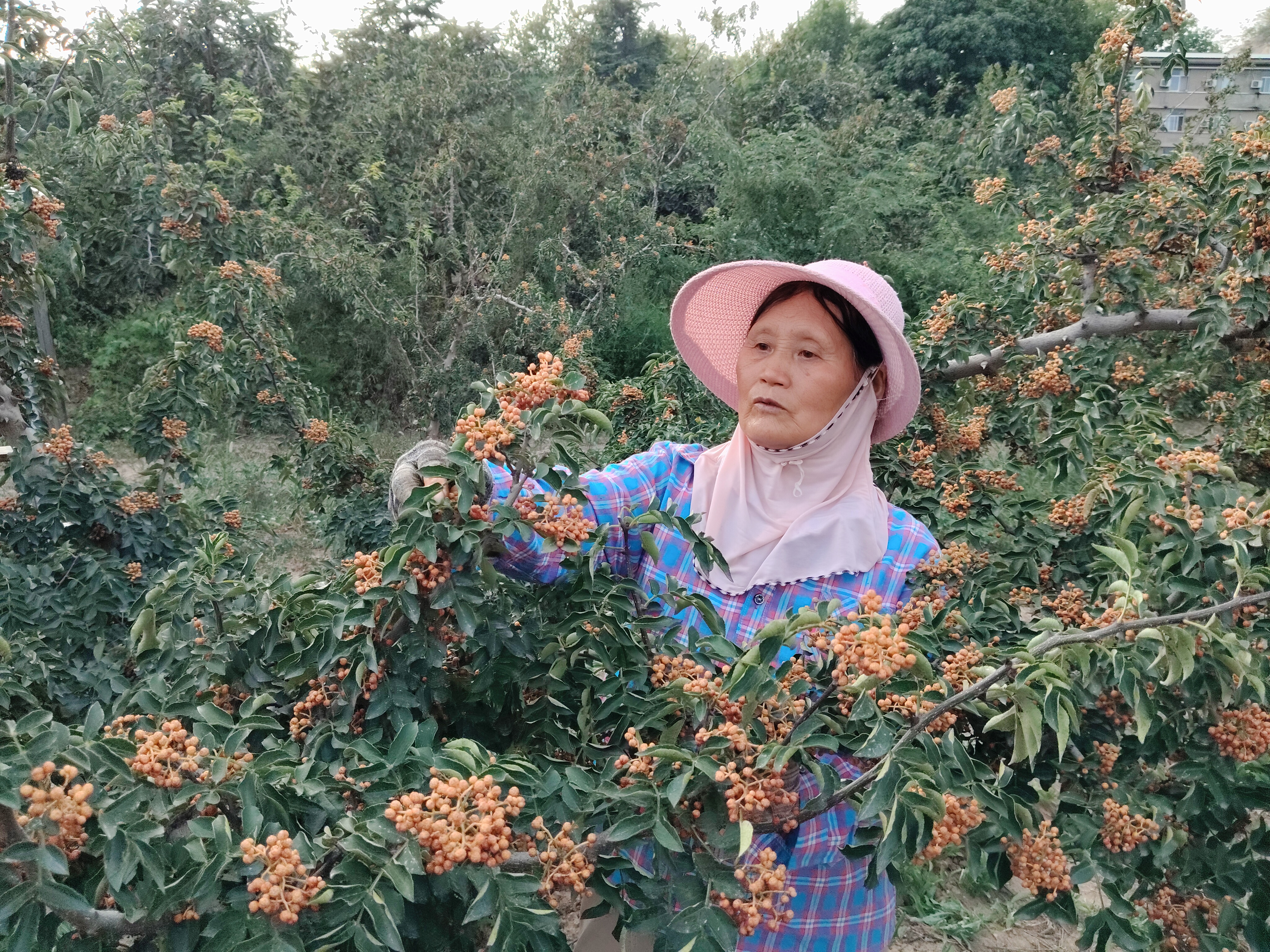 鄉(xiāng)土之上的堅韌脊梁